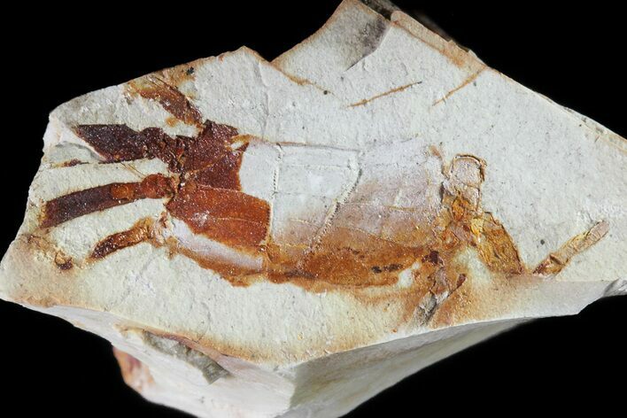 Fossil Pea Crab (Pinnixa) From California - Miocene #74499